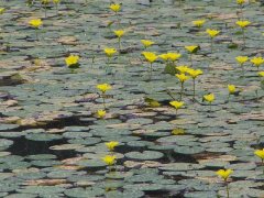 phoca_thumb_l_l001.jpg