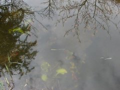 phoca_thumb_l_l010.jpg